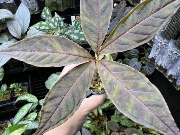 Amorphophallus sparsiflorus Bukit Larut TK130717 - 画像 (4)