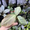 Ardisia sp. Saripoi