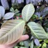 Ardisia sp. Saripoi - 画像 (2)