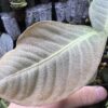 Ardisia sp. Saripoi - 画像 (6)