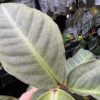 Ardisia sp. Saripoi - 画像 (5)