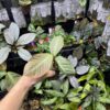 Ardisia sp. Saripoi - 画像 (3)