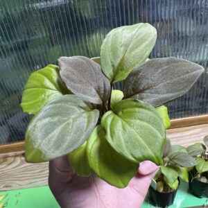 1,Homalomena sp. Sepuluh Koto F2 Rec122