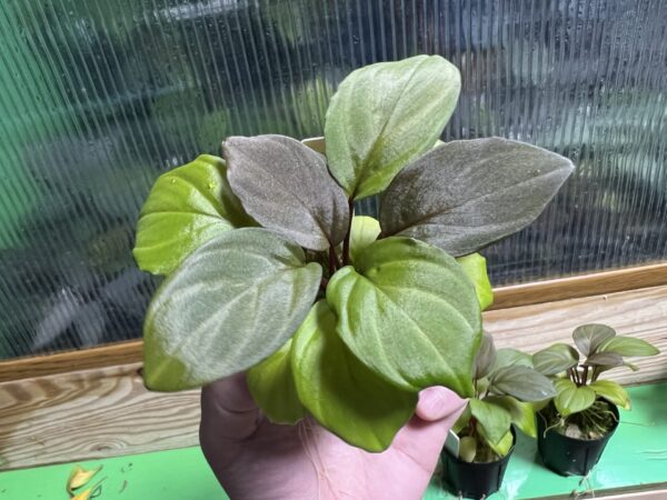 1,Homalomena sp. Sepuluh Koto F2 Rec122