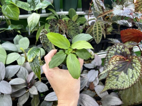 HOMALOMENA HYBRID F1 Rec145 - 画像 (2)