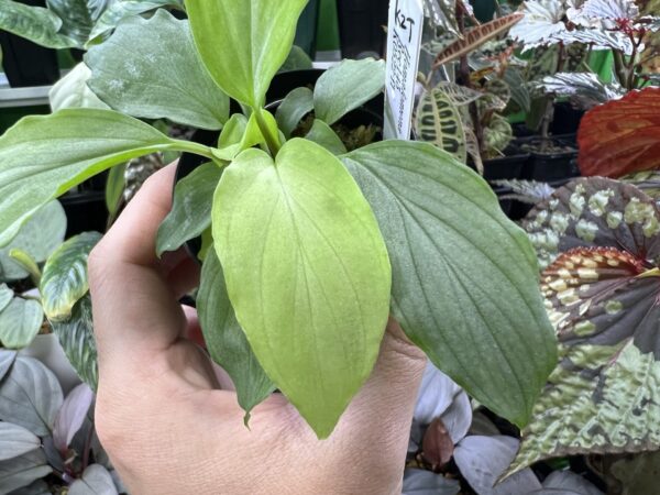 HOMALOMENA HYBRID F1 Rec145 - 画像 (5)