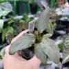 HOMALOMENA HYBRID F1 Rec145 - 画像 (2)