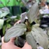HOMALOMENA HYBRID F1 Rec145
