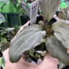 HOMALOMENA HYBRID F1 Rec145 - 画像 (3)