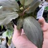 HOMALOMENA HYBRID F1 Rec145 - 画像 (4)
