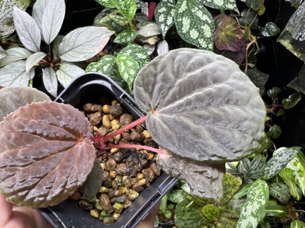 Begonia cf. aketajawensis - 画像 (2)