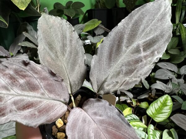 Homalomena sp. Platinum Velvet　Kepulauan Riau - 画像 (3)