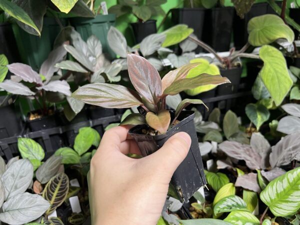 Homalomena sp. Red Velvet　Kepulauan Riau - 画像 (2)