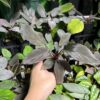 Homalomena sp. Black Velvet　Kepulauan Riau