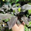 Homalomena sp. Black Velvet　Kepulauan Riau - 画像 (2)