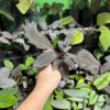 Homalomena sp. Black Velvet　Kepulauan Riau - 画像 (7)