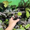 Homalomena sp. Black Velvet　Kepulauan Riau - 画像 (6)