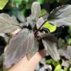 Homalomena sp. Black Velvet　Kepulauan Riau - 画像 (5)