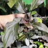 Homalomena sp. Black Velvet　Kepulauan Riau - 画像 (4)