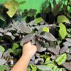 Homalomena sp. Black Velvet　Kepulauan Riau - 画像 (3)