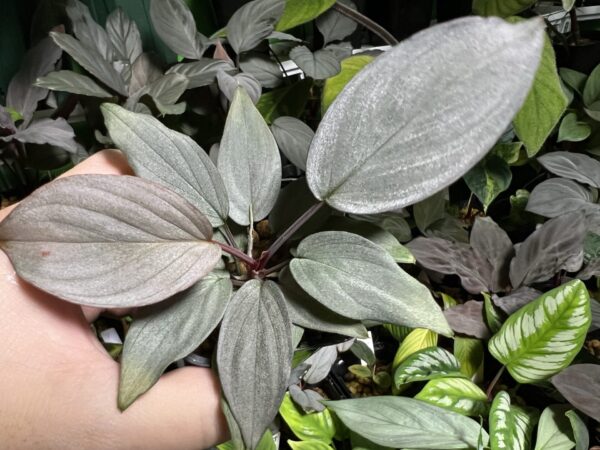 HOMALOMENA HYBRID F1 Rec109 - 画像 (4)
