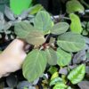 HOMALOMENA HYBRID F1 Rec110