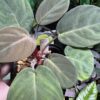 HOMALOMENA HYBRID F1 Rec110 - 画像 (7)