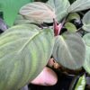 HOMALOMENA HYBRID F1 Rec110 - 画像 (6)