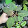 HOMALOMENA HYBRID F1 Rec110 - 画像 (3)