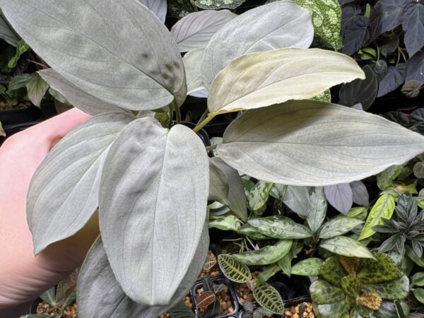 Homalomena cf. humilis Kepulauan Riau F1 Rec89　white-green-silver Velvet - 画像 (6)