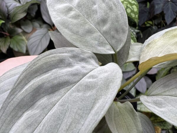 Homalomena cf. humilis Kepulauan Riau F1 Rec89　white-green-silver Velvet - 画像 (4)