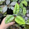 Homalomena sp.Riau sumatera 　white pattern