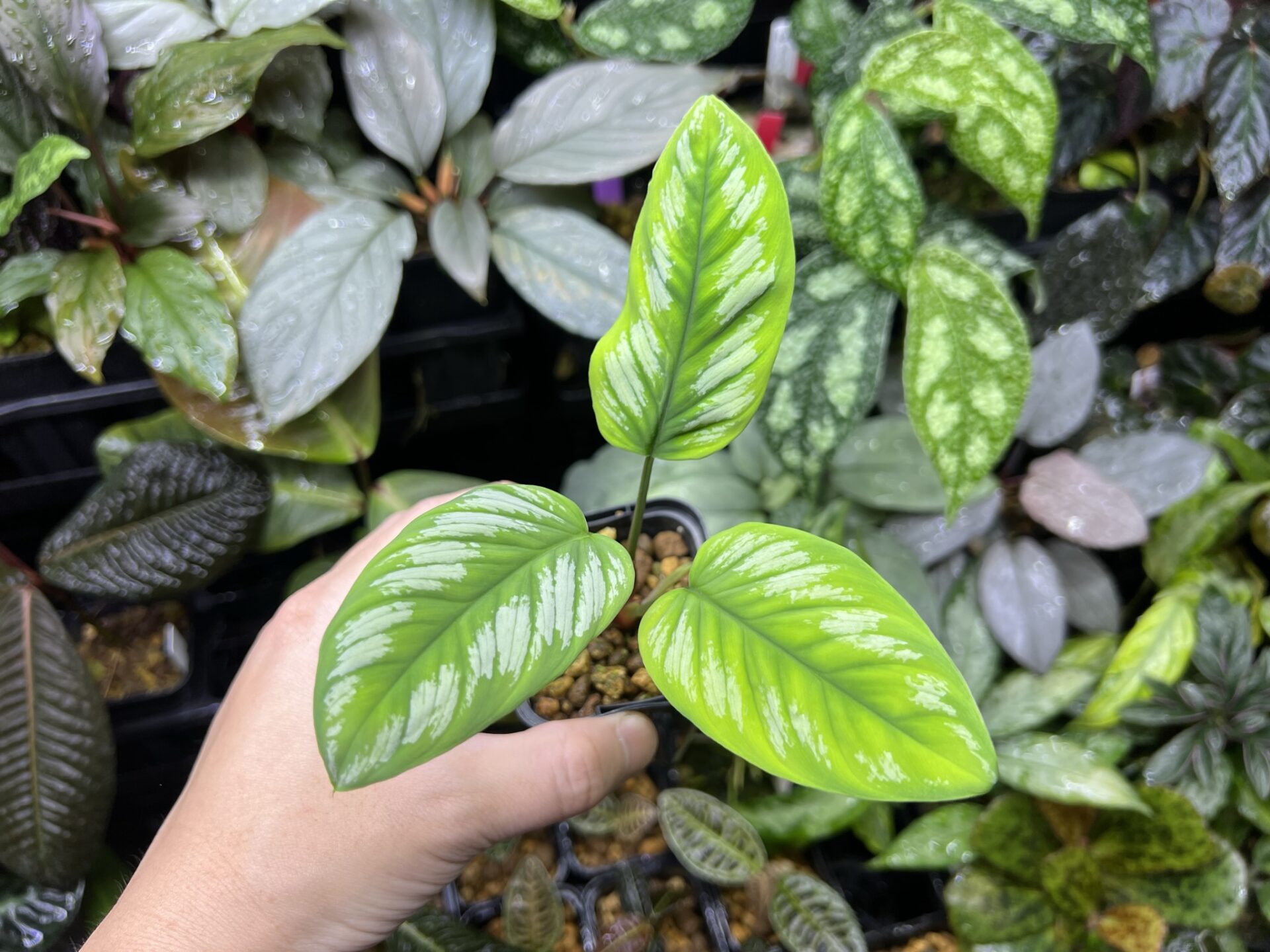 Homalomena sp. “Euclase” Riau Sumatera実生