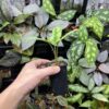 Homalomena sp.Riau sumatera 　white pattern - 画像 (3)