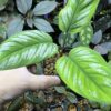 Homalomena sp.Riau sumatera 　white pattern - 画像 (6)