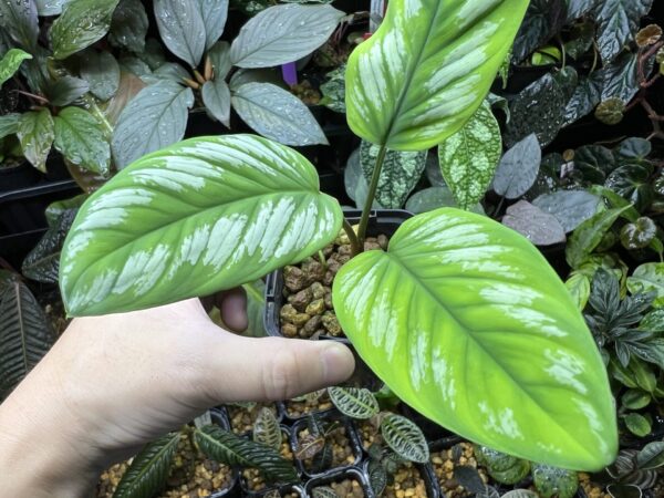 Homalomena sp.Riau sumatera 　white pattern - 画像 (6)