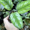 Homalomena sp.Riau sumatera 　white pattern - 画像 (5)