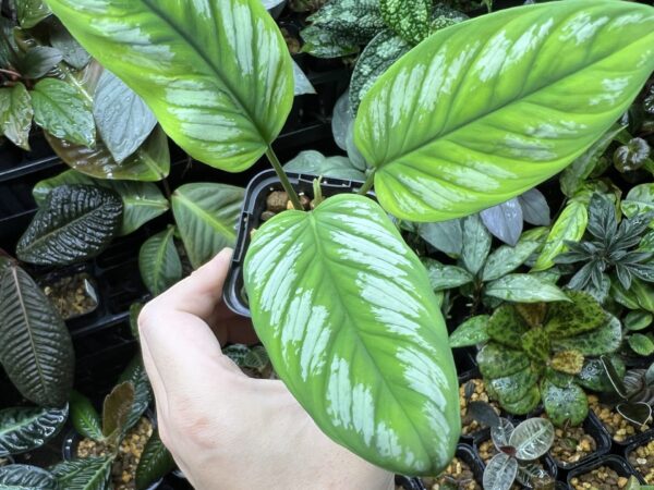 Homalomena sp.Riau sumatera 　white pattern - 画像 (5)