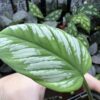 Homalomena sp.Riau sumatera 　white pattern - 画像 (2)