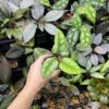 Homalomena sp.Riau sumatera 　white pattern - 画像 (4)