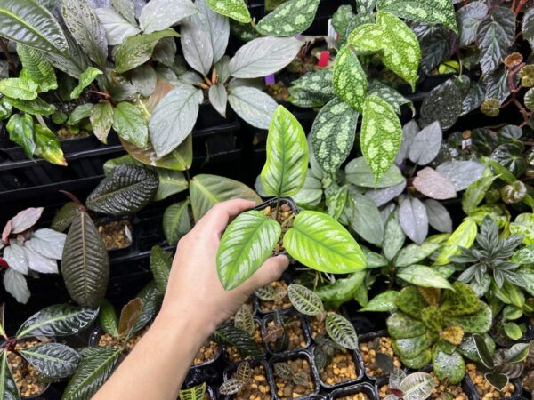 Homalomena sp.Riau sumatera 　white pattern - 画像 (4)