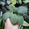 HOMALOMENA HYBRID F1 Rec142 milky green