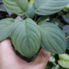 HOMALOMENA HYBRID F1 Rec142 milky green - 画像 (3)