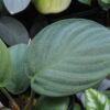 HOMALOMENA HYBRID F1 Rec142 milky green - 画像 (5)