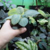 HOMALOMENA HYBRID F1 Rec142 milky green - 画像 (2)