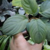 HOMALOMENA HYBRID F1 Rec142 milky green - 画像 (4)