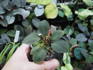 Homalomena sp.Tambunan TK200217
