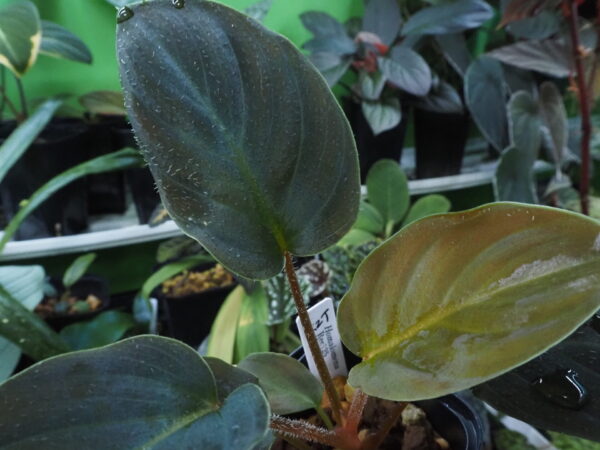 Homalomena sp. sp. Aceh Barat - 画像 (4)