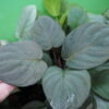 Rooted ! HOMALOMENA HYBRID Rec86 F1 - 画像 (8)