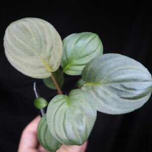 Rooted ! HOMALOMENA HYBRID Rec86 F1